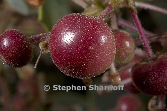 arctostaphylos viscida mariposa 11 graphic